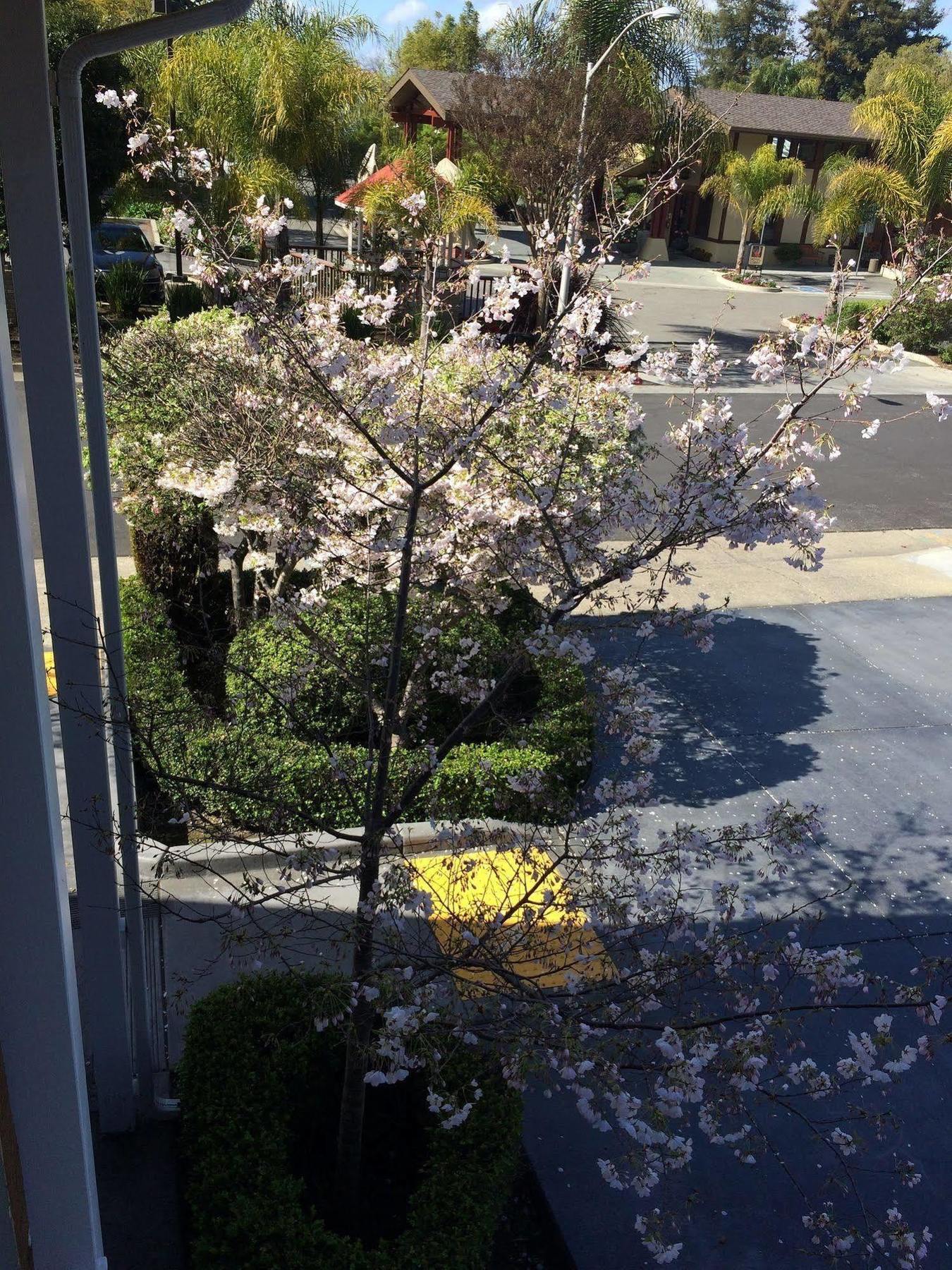 Oak Palo Alto